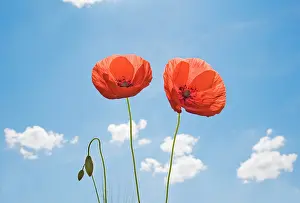 Blissful: Poppy