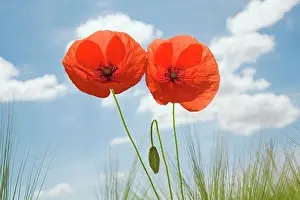 Adoring: Poppy