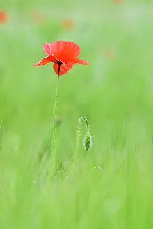 Weak: Poppy