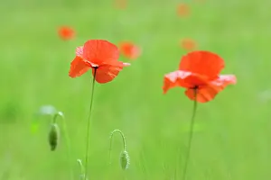 Weak: Poppy