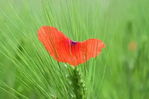 Strengthen: Poppy