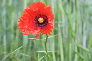Weak: Poppy