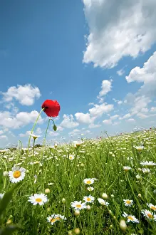 Cheery: Poppy