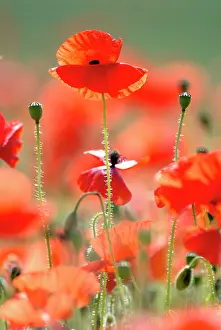 Weak: Poppy