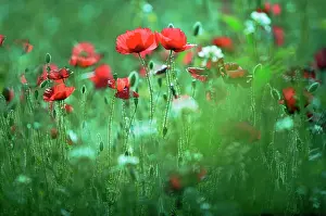 Blissful: Poppy