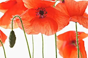 Belguim: Poppy