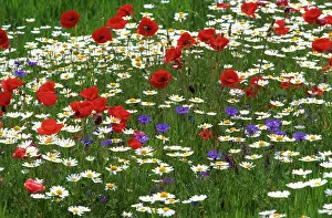 Combinations: Poppy
