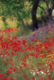 Blissful: Poppy