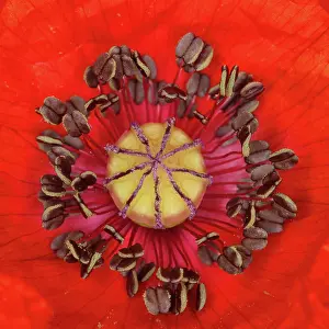 Vein: Poppy