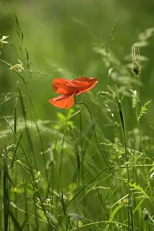 Carefree: Poppy