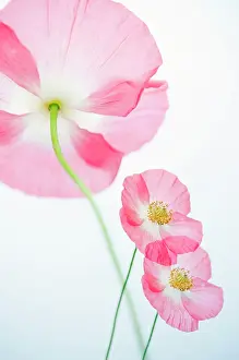 Triple: Poppy