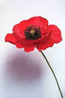 Flowerin: Poppy, Papaver rhoeas Flaunders, Side view of