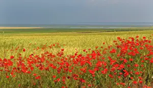 Adventitious: Poppy (Papaver rhoeas) flower in a field of Barley