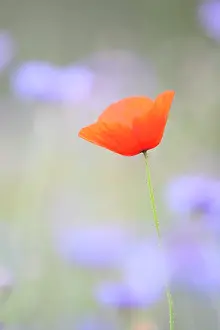 Cornflowers: Poppy (Papaver rhoeas) in flower among Garden cornflowers