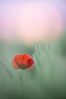 Rhoesas: Poppy (Papaver rhoeas) just after the sun goes down