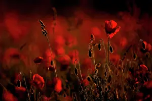 Adventitious: Poppy (Papaver rhoeas) against the light at sunset