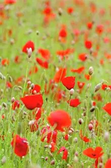 Belguim: Poppy, Papaver rhoeas, Mass of red coloured poppies growing