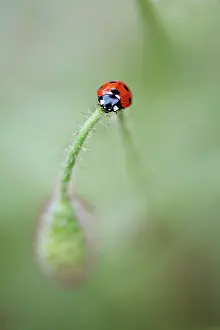 Support: Poppy