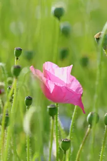 Belguim: Poppy, Papaver rhoeas, Single pink flower fin a field of gre
