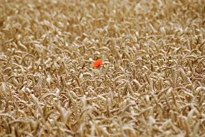Papaver: Poppy, Papaver rhoeas, A single red flower of the