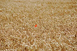 Papaver: Poppy, Papaver rhoeas, A single red flower of the