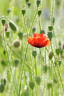 Belguim: Poppy, Papaver rhoeas, Single red flower fin a field of gree