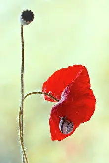Flexible: Poppy