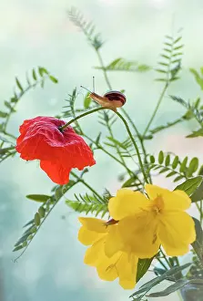 Combination: Poppy