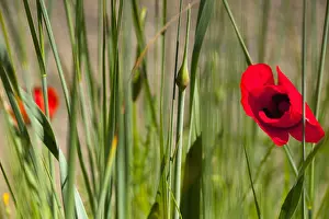 Papaver: Poppy, Papaver, Single red flower growing outdoor
