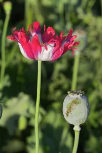 Narcotic: Poppy
