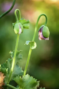 Supple: Poppy