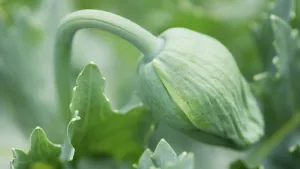 Supple: Poppy
