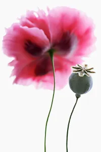 Somniferum: Poppy