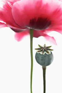 Somniferum: Poppy