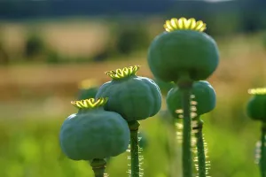 Corn: Poppy, (Papaver somniferum), poppy capsule, poppy