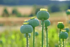 Corn: Poppy, (Papaver somniferum), poppy capsule, poppy
