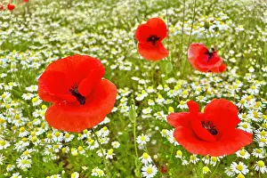 Papaver: Poppy (Papaver) wild chamomile (Matricaria chamo