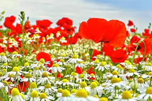 Papaver: Poppy (Papaver) wild chamomile (Matricaria chamo