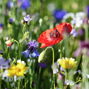 Papaver: Poppy (Papaver), Wild herbs, Bavaria, Germany, Europe