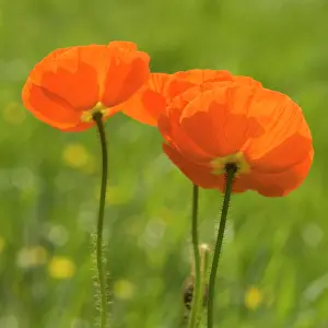 Papavernudicale: Poppy