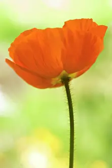 Papavernudicale: Poppy