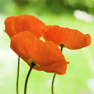 Papavernudicale: Poppy
