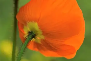 Papavernudicale: Poppy