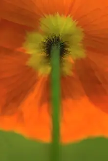 Papavernudicale: Poppy