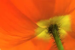 Papavernudicale: Poppy