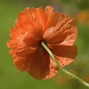 Papavernudicale: Poppy