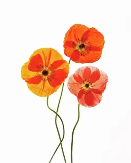 Papavernudicale: Poppy