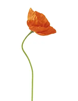 Papavernudicale: Poppy