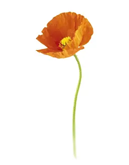 Papavernudicale: Poppy