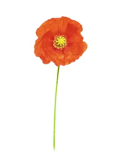 Papavernudicale: Poppy